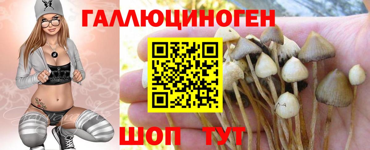 Кстово  Псилоцибиновые грибы Cubensis  Псилоцибиновые грибы прущие грибы  Вход с VPN 